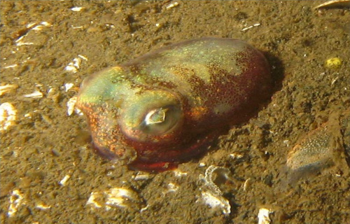 Stubby Squid, Rossia pacifica