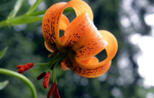 5 Stunning North Carolina Angiosperms