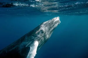 Humpback Whale, Megaptera novaeangliae