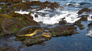 Punaluʻu Beach