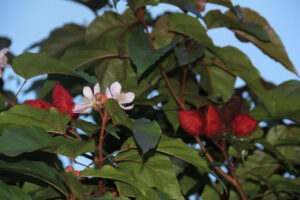 Achiote Tree, Bixa orellana