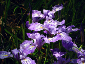 Douglas Iris, Iris douglasiana