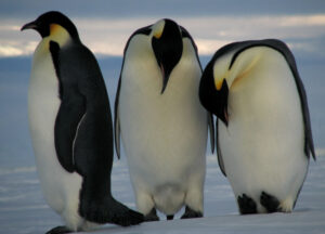 Emperor Penguin, Aptenodytes forsteri