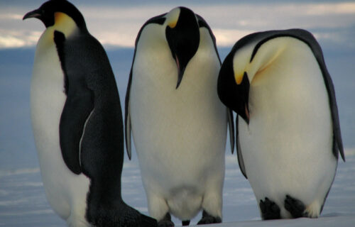 5 Astounding Avians of Antarctica