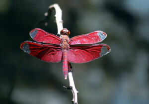 Fulvous Skimmer, Neurothemis fulvia