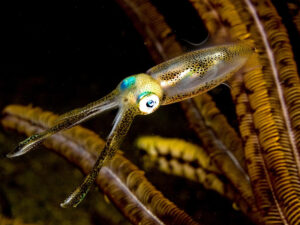 Glitter Squid, Sepioteuthis lessoniana