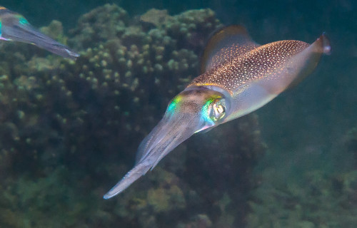 Glitter Squid, Sepioteuthis lessoniana