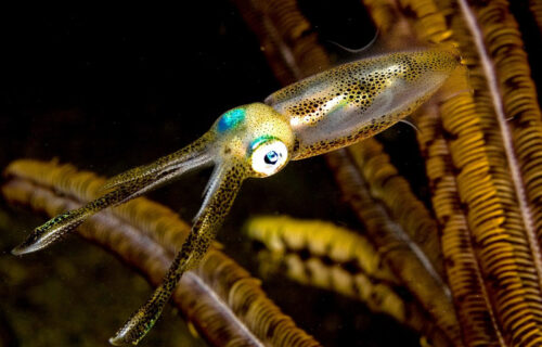 4 Startling Squids