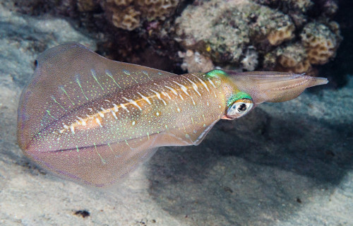 Glitter Squid, Sepioteuthis lessoniana