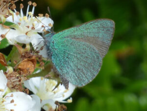 Koa Butterfly, Udara blackburni