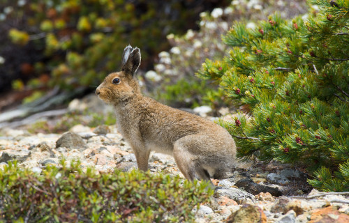 5 Regal Mammals of Russia