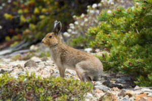 Mountain Hare, Lepus timidus