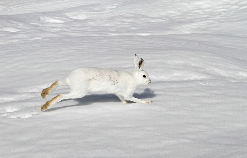 Mountain Hare, Lepus timidus