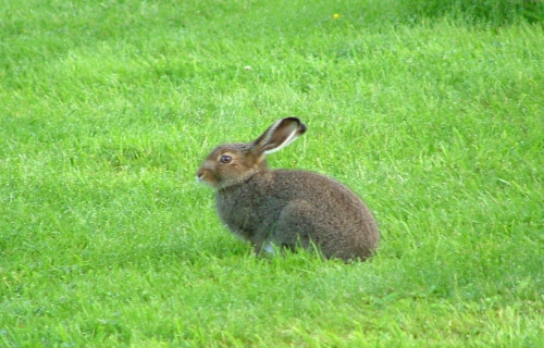 Mountain Hare, Lepus timidus