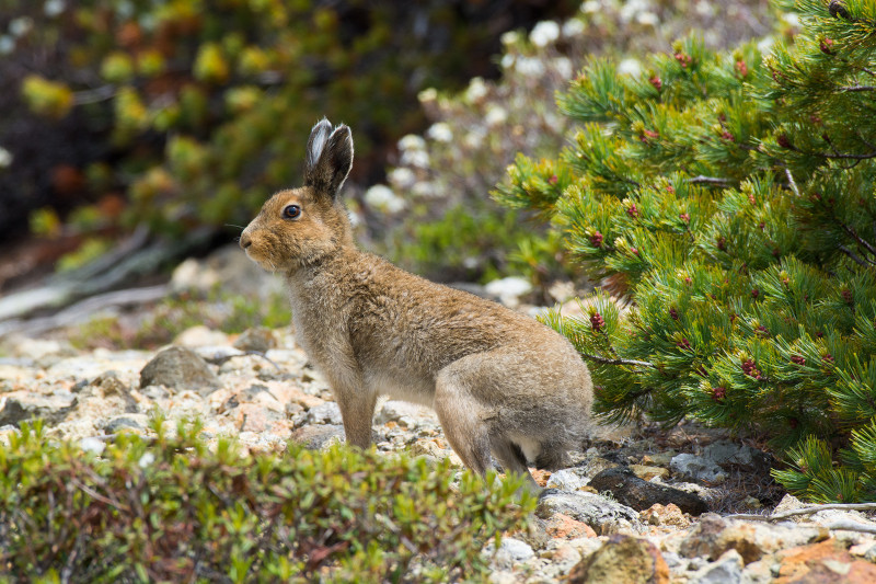 Mountain Hare, Lepus timidus
