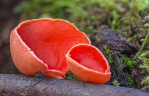 Scarlet Elf Cup
