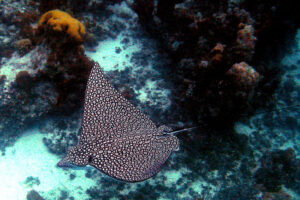 Spotted Eagle Ray, Aetobatus narinari