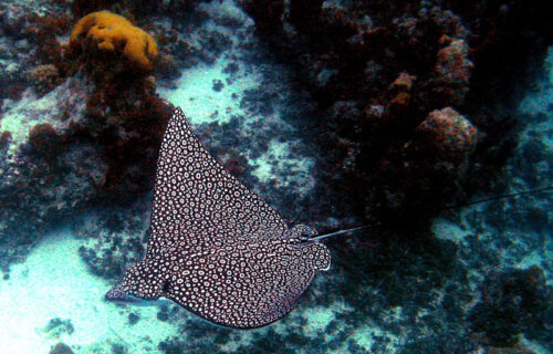 5 Arabian Sea Sharks and Rays