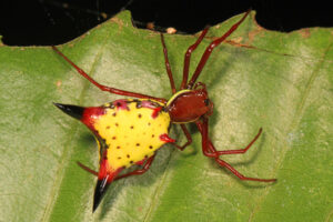 Arrow-shaped Micrathena, Micrathena sagittata