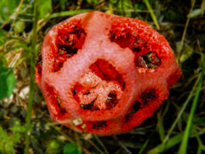 Basket Stinkhorn