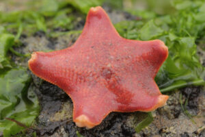 Bat Star, Patiria miniata