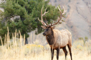Elk, Cervus canadensis