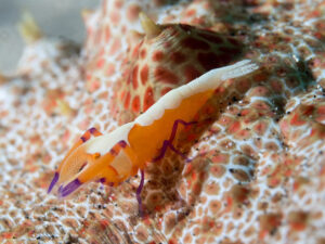 Emperor Shrimp, Periclimenes imperator