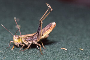 Epirus Dancing Grasshopper, Chorthippus lacustris