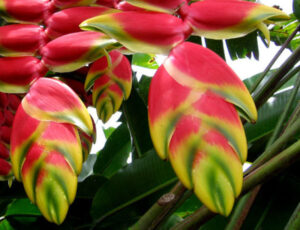 Lobster Claw Heliconia, Heliconia rostrata