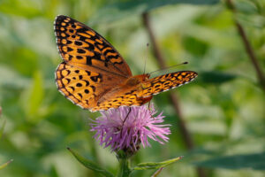 Aphrodite Fritillary, Speyeria aphrodite