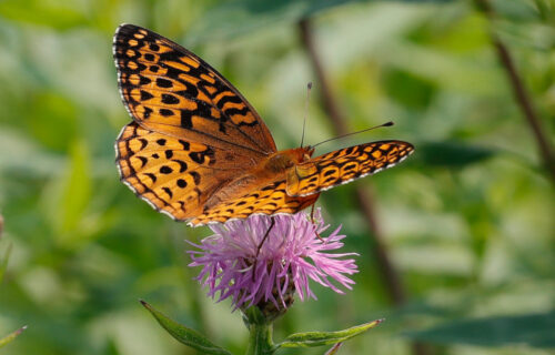 5 Incredible Invertebrates of Idaho