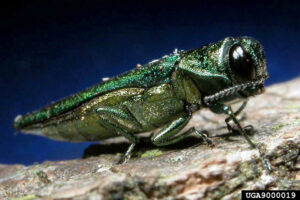 Emerald Ash Borer, Agrilus planipennis