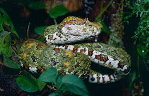 Eyelash Viper