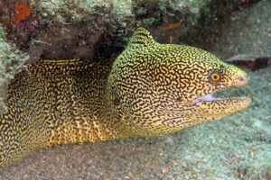 Goldentail moray, Gymnothorax miliaris