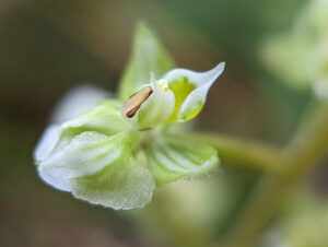 Hairy Shadow Witch, Ponthieva racemosa
