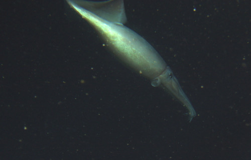 4 Startling Squids