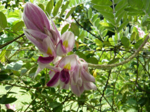 Silky Afgekia, Afgekia sericea