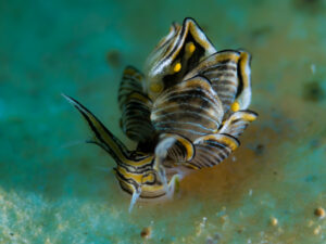 Black-Margin Cyerce, Cyerce nigricans