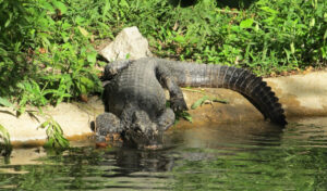 Chinese Alligator