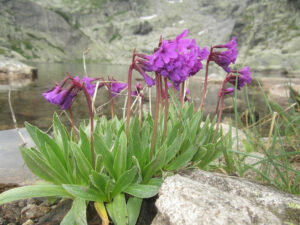 Rila Primrose, Primula deorum