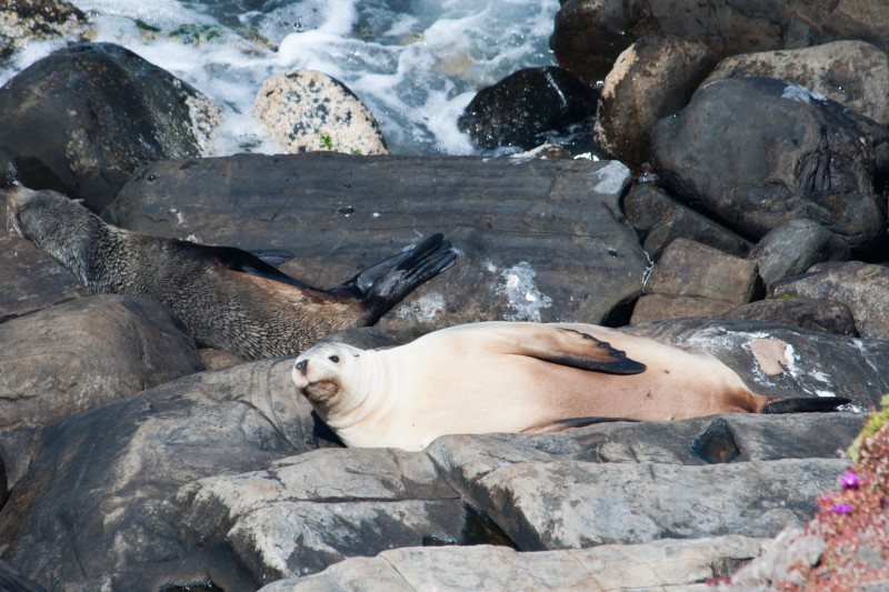 Australian Sea Lion, Neophoca cinerea