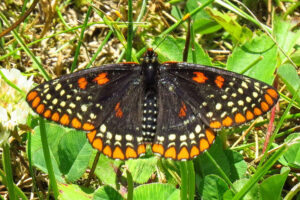 Baltimore Checkerspot, Euphydryas phaeton