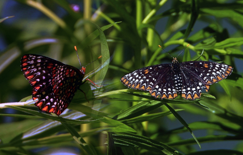Baltimore Checkerspot, Euphydryas phaeton