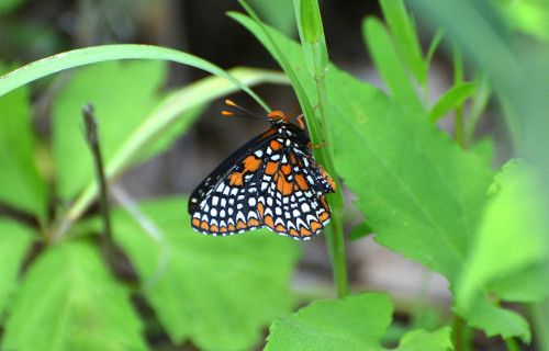Baltimore Checkerspot, Euphydryas phaeton