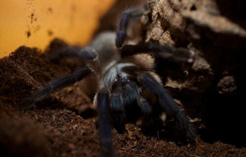 7 Endemic Socotran Species