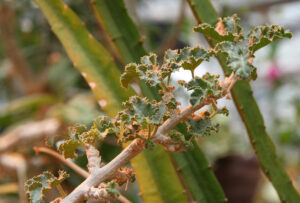Cucumber Tree, Dendrosicyos socotranus