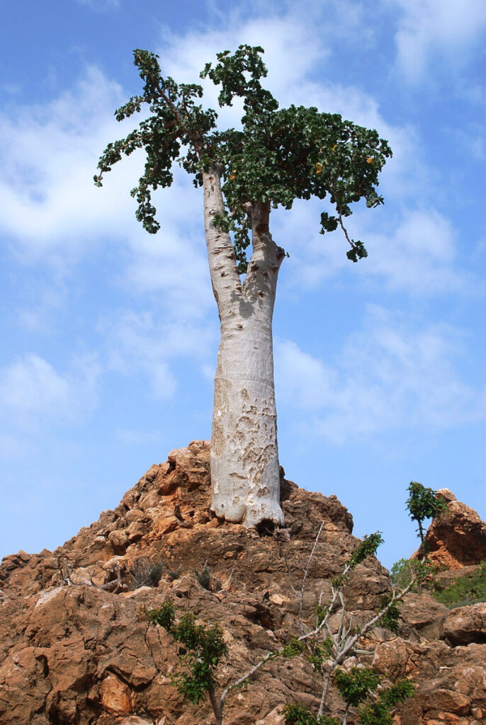 Cucumber Tree, Dendrosicyos socotranus