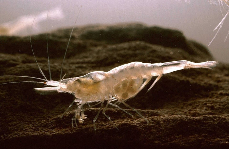 Kentucky Cave Shrimp, Palaemonias ganteri