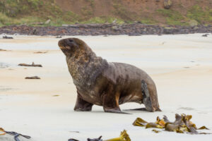 New Zealand Sea Lion, Phocarctos hookeri