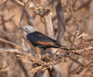 Socotra Starling, Onychognathus frater
